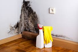 Belford, NJ Mold Removal & Remediation Company